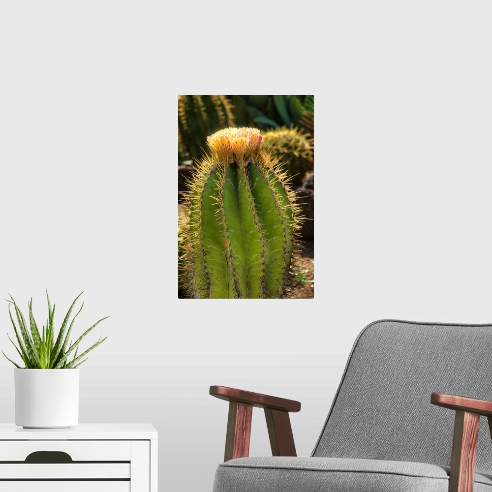 A modern room featuring Cactus Flowers I