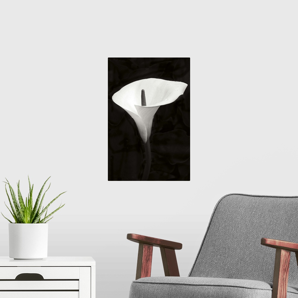 A modern room featuring Calla Lily Perfection III