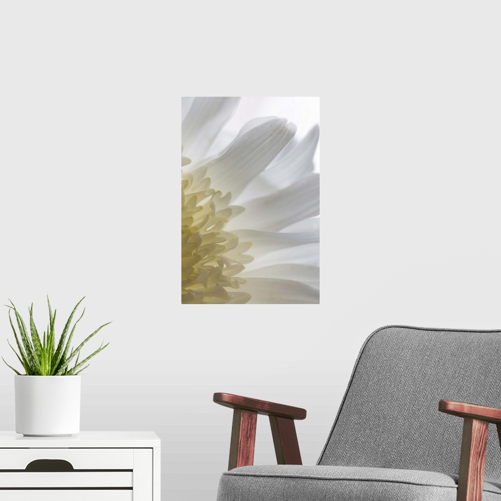 A modern room featuring chrysanthemum