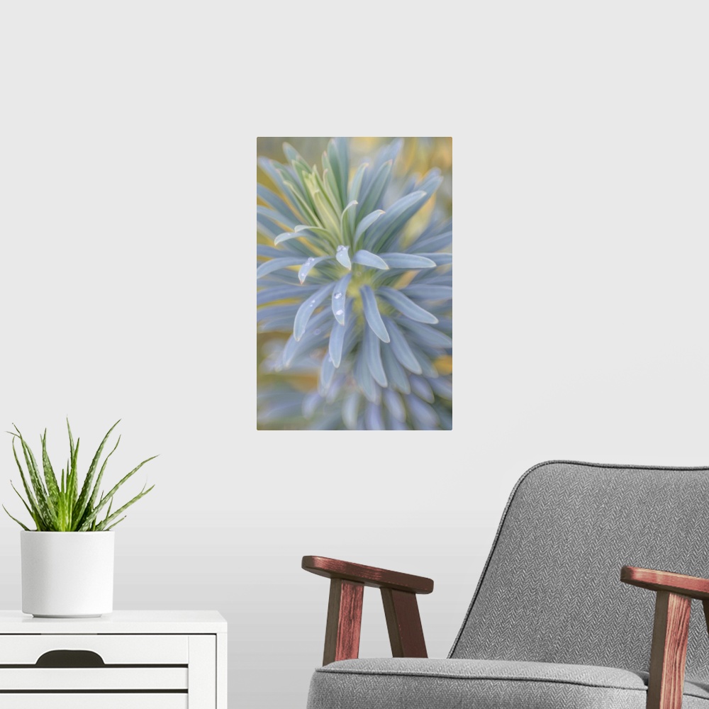 A modern room featuring Euphorbia & Rain Drops I
