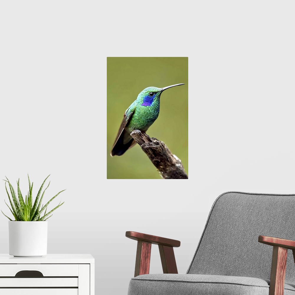 A modern room featuring Hummingbird V