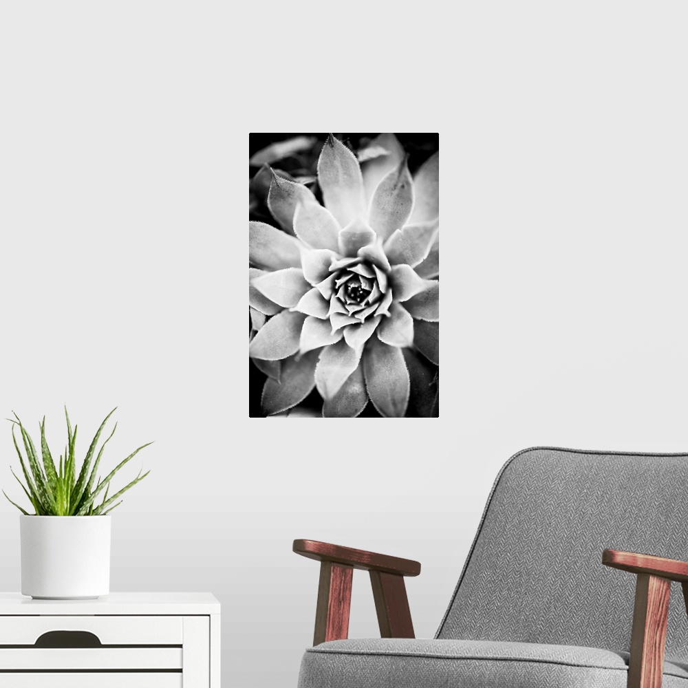 A modern room featuring Monochrome Succulent I