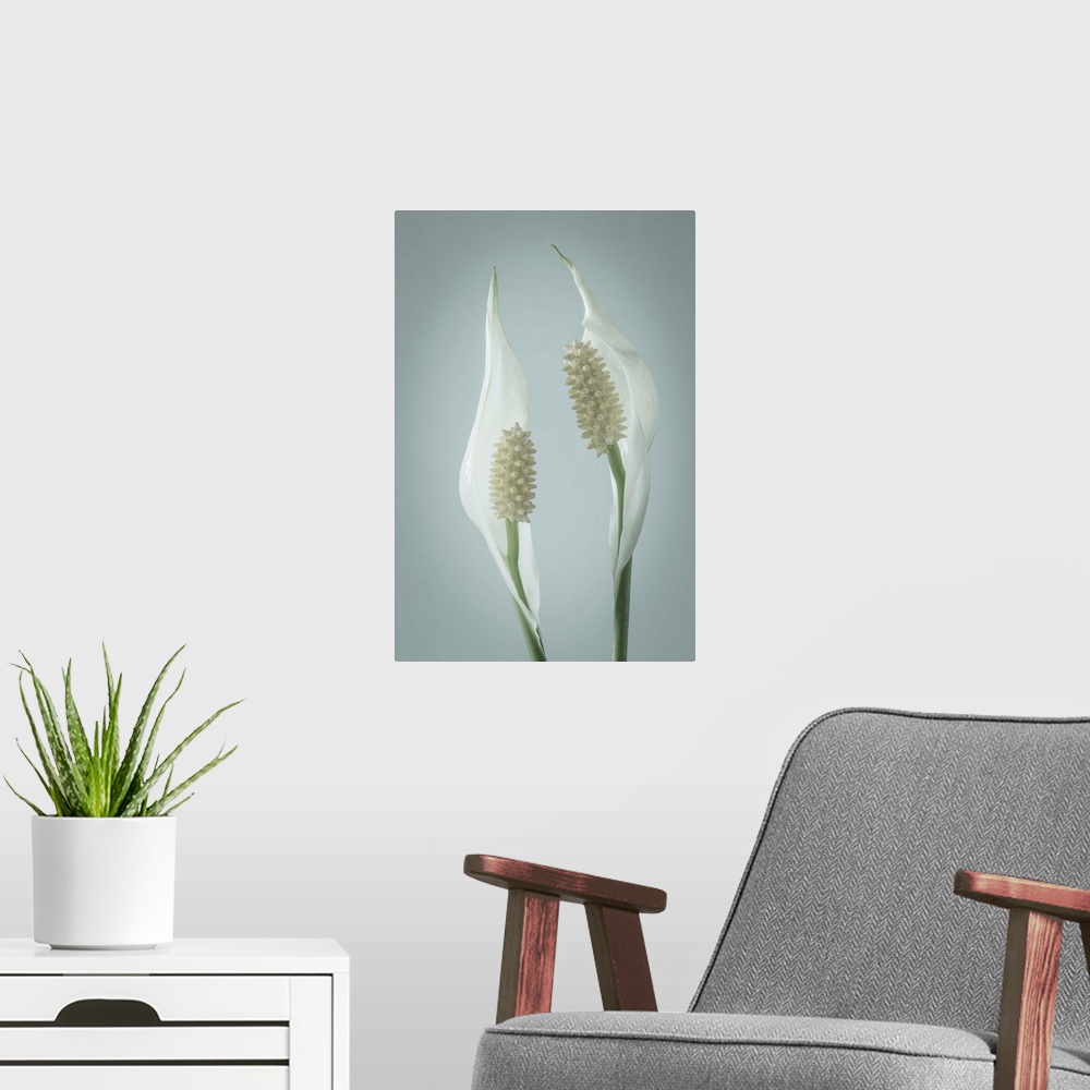 A modern room featuring Peace Lily (Spathiphyllum).