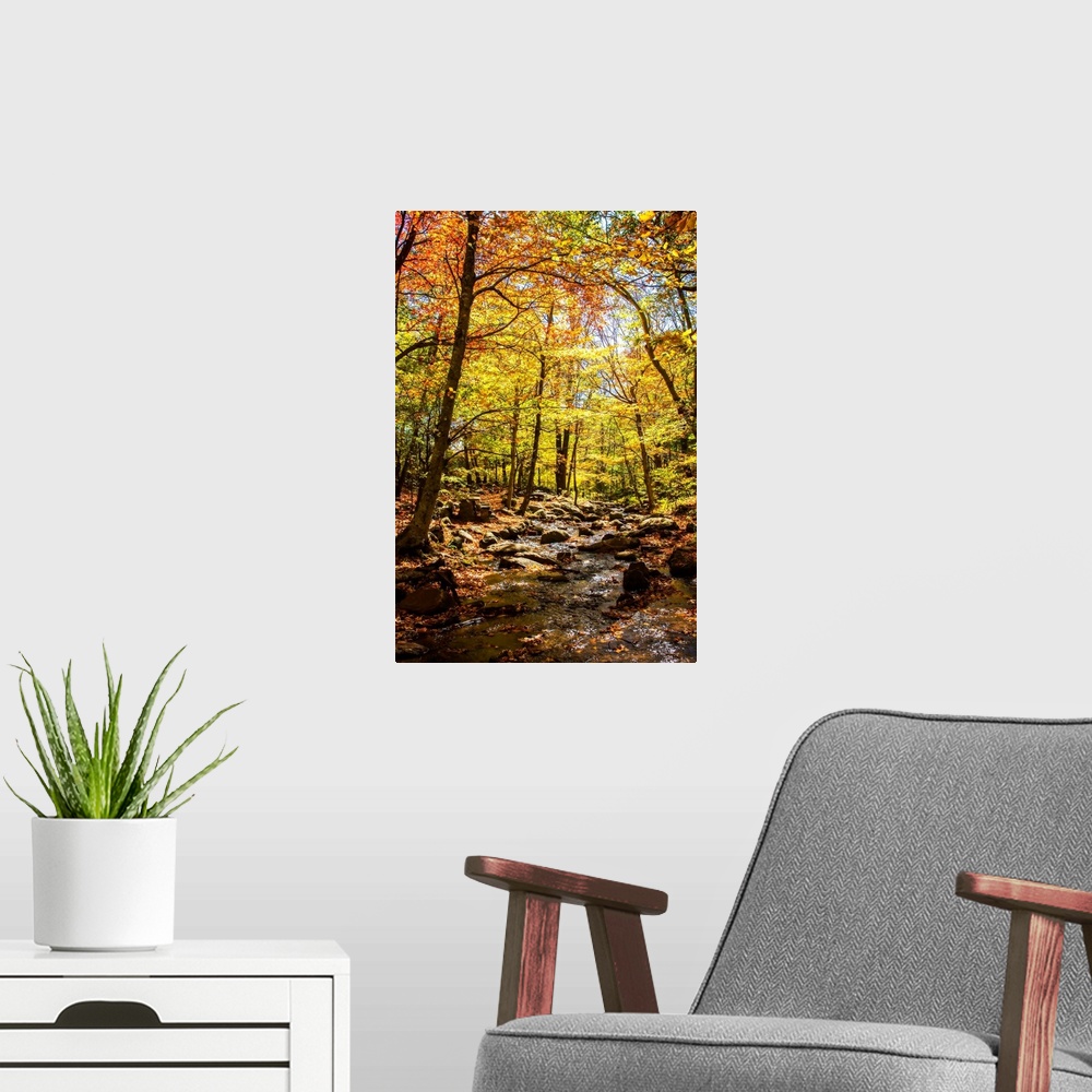 A modern room featuring Colorful forest of tall trees in autumn.