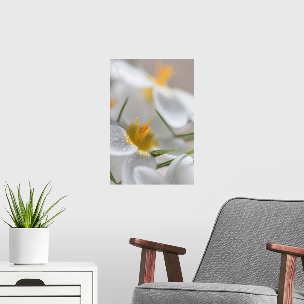 A modern room featuring White Crocus Blossoms I