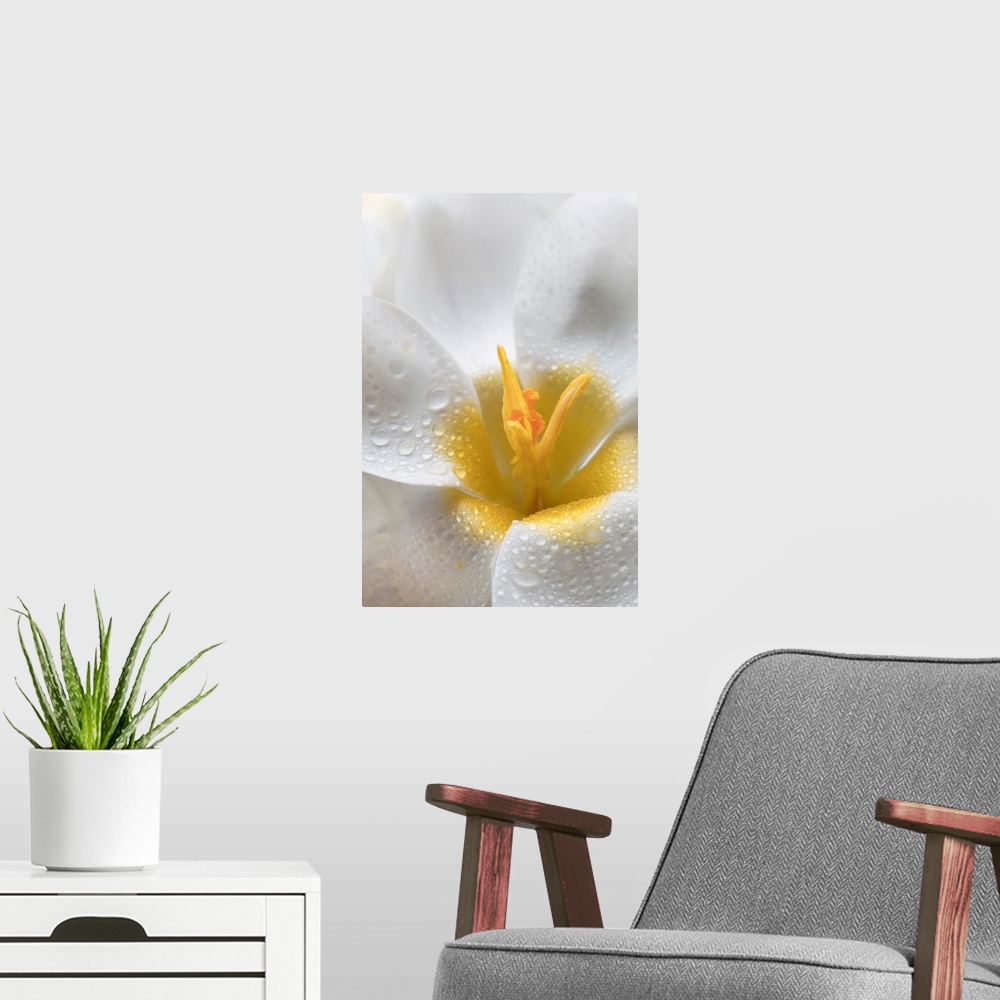 A modern room featuring White Crocus Blossoms II