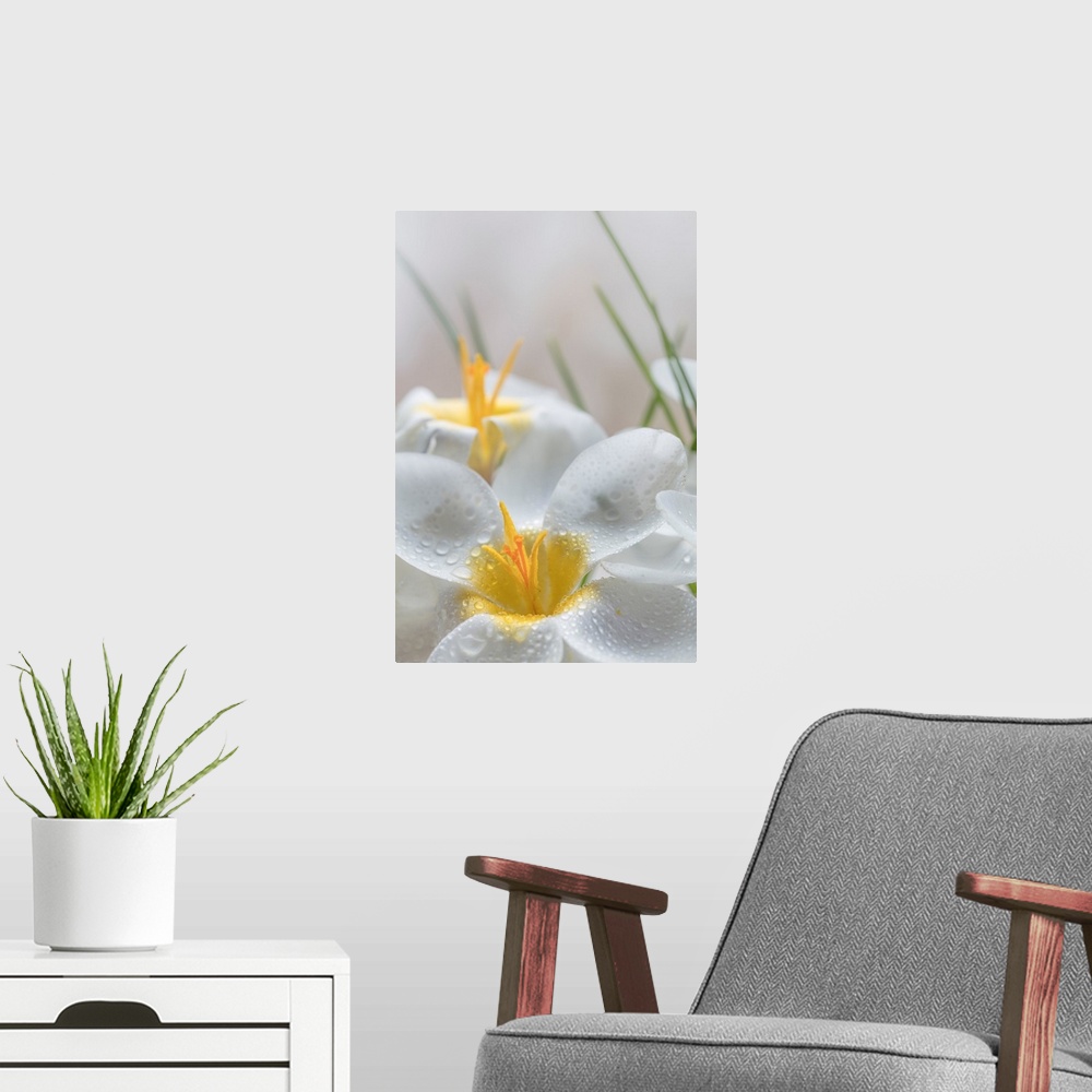 A modern room featuring White Crocus Blossoms III