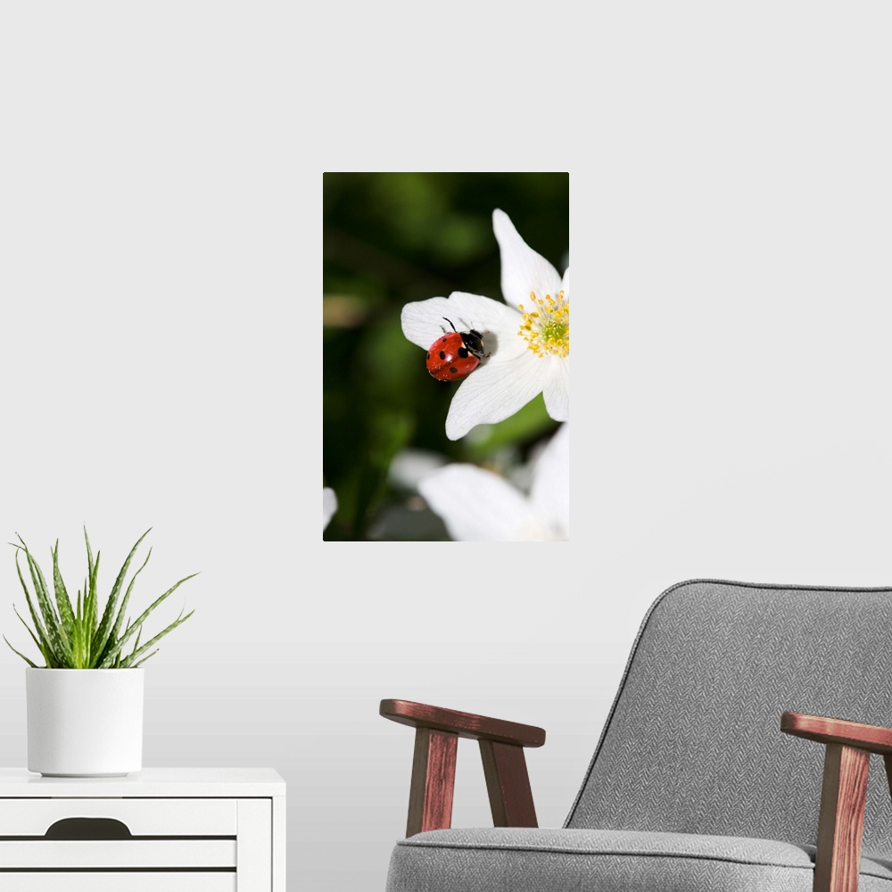 A modern room featuring A ladybird on a wood anemone Stockholm Sweden.