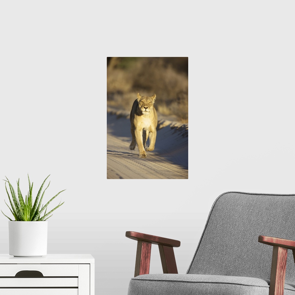 A modern room featuring A Lioness walking towards the camera, Kgalagadi Transfrontier Park, Northern Cape Province, South...