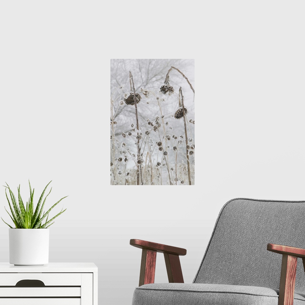 A modern room featuring photograph of a number of flowers that have wilted due to cold and snow