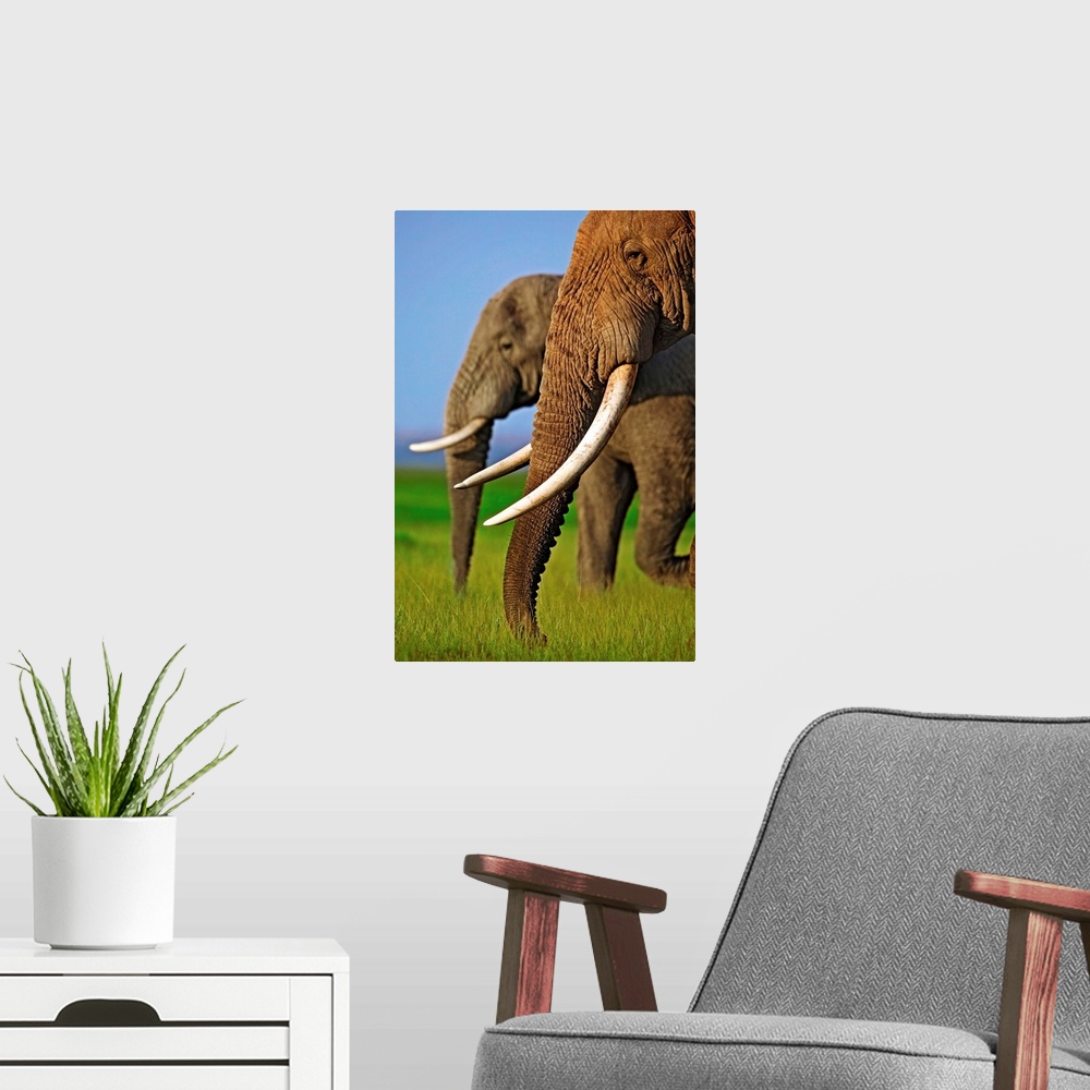 A modern room featuring Two African elephant bulls at Amboseli National Park.