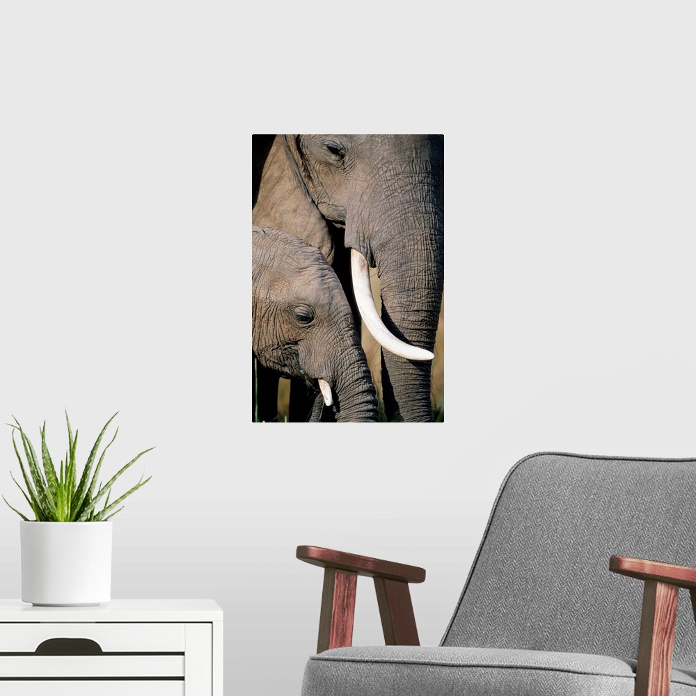 A modern room featuring A cow and calf African elephant stand together in Kenya's Masai Mara National Reserve.