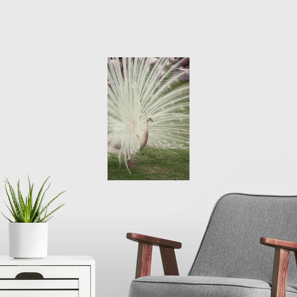 A modern room featuring Albino peacock with fanned out tail
