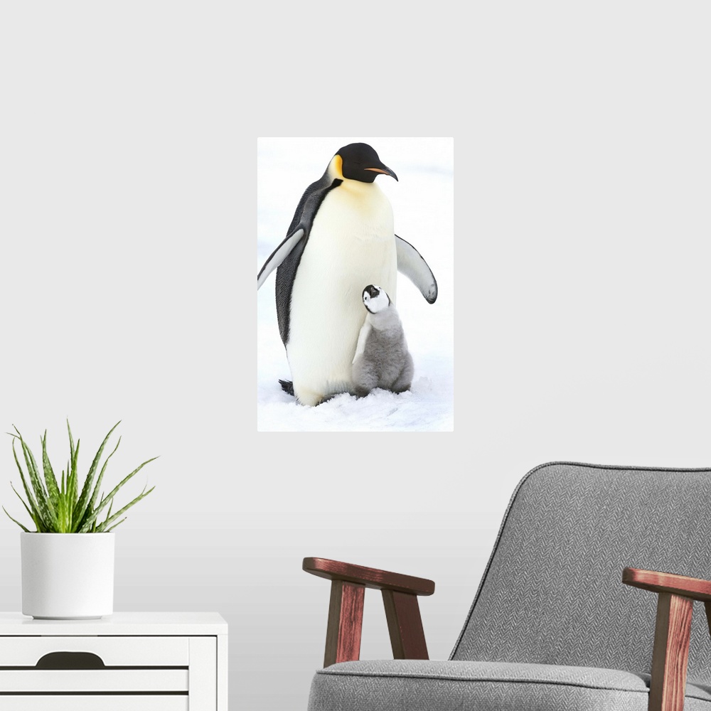A modern room featuring An adult Emperor penguin with a small chick nuzzling up, and looking upwards.