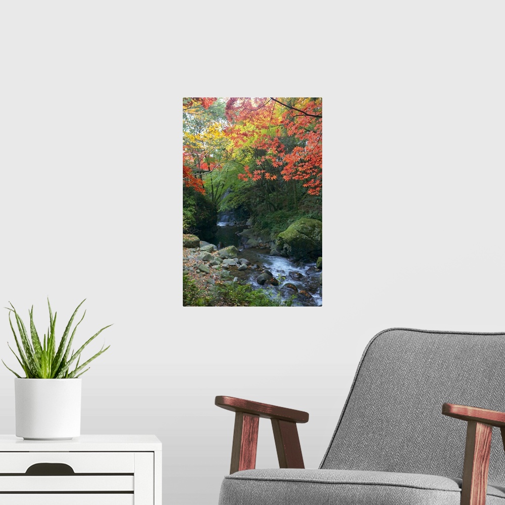 A modern room featuring Photograph of a forest in the fall with a peaceful stream running through it.