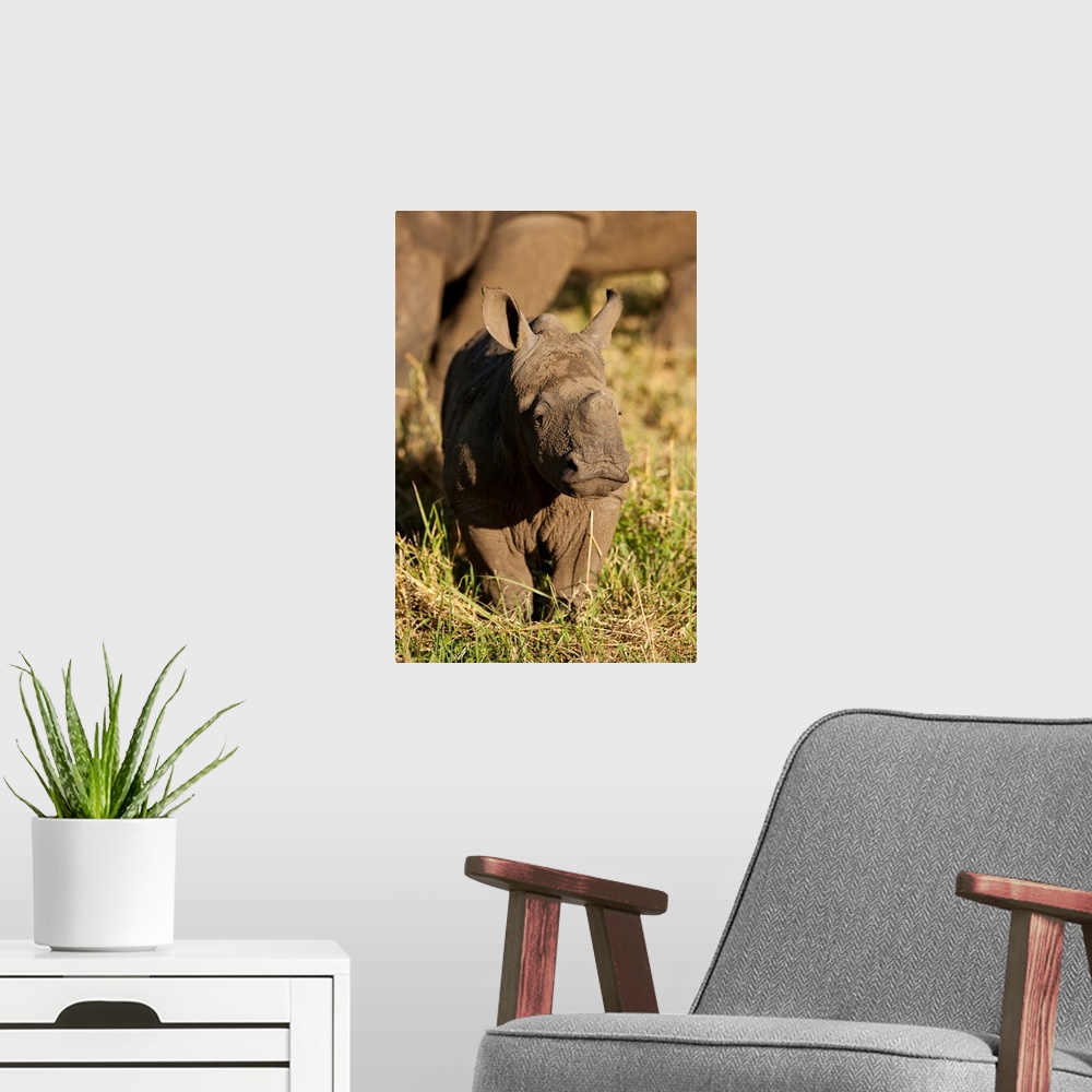 A modern room featuring South Africa, Sabi Sands Game Reserve, Portrait of baby Black Rhinoceros (Diceros bicornis) stand...
