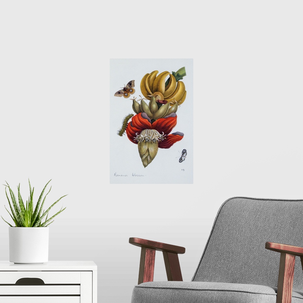 A modern room featuring An illustration of tropical moths and caterpillars around a banana blossom from the book Das Klei...