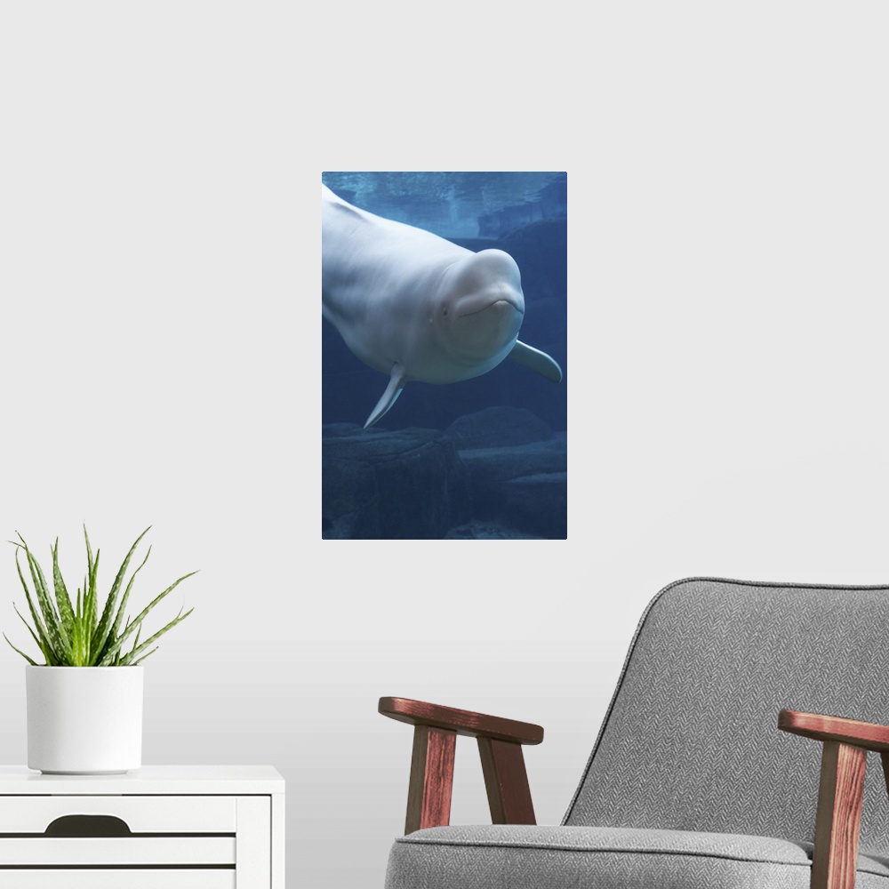 A modern room featuring Beluga whale (Delphinapterus leucas) in aquarium, captive