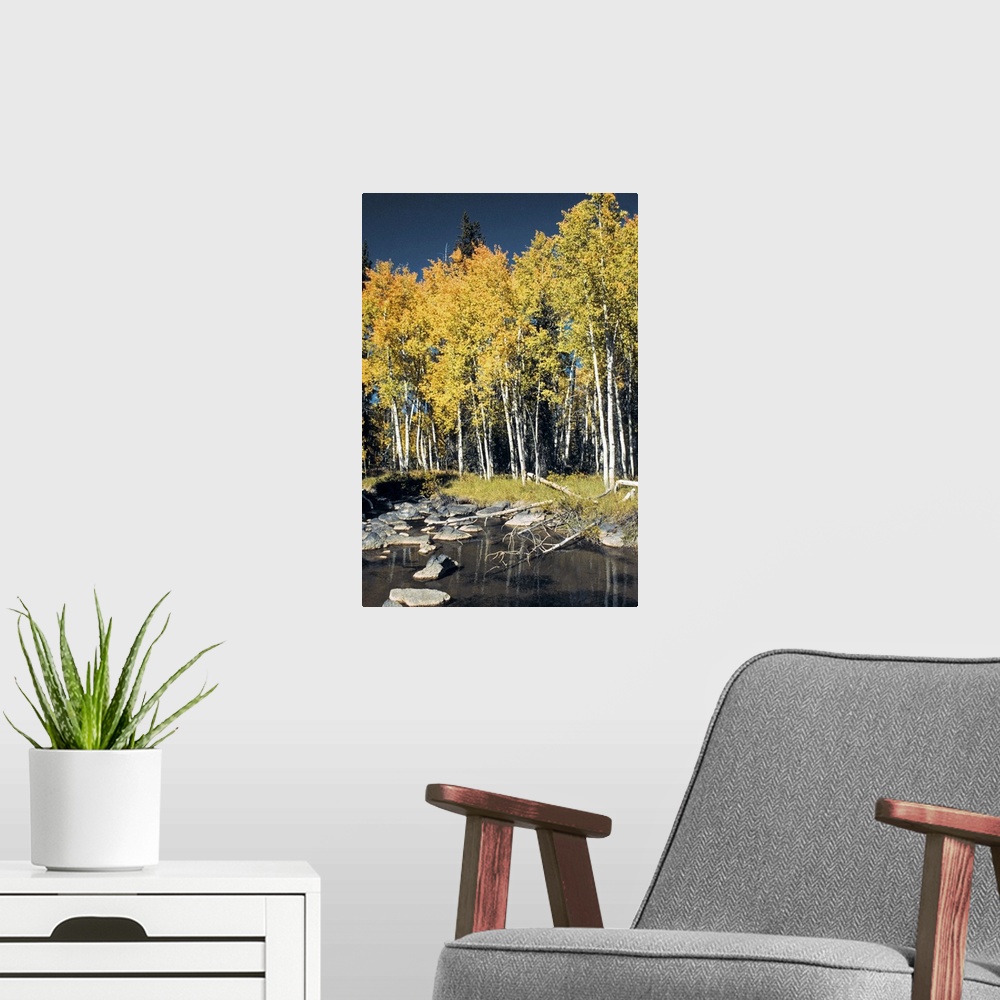 A modern room featuring Birch trees along a stream, Cedar Breaks National Monument, Utah, USA