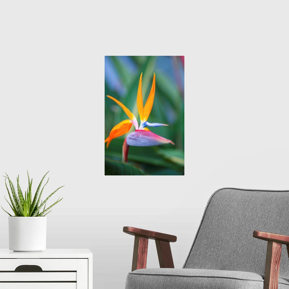 A modern room featuring Bird-Of-Paradise Flower On Maui