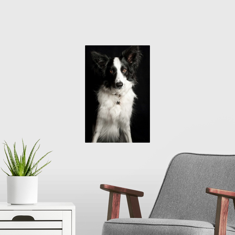 A modern room featuring An inquisitive Border Collie posing for the camera.