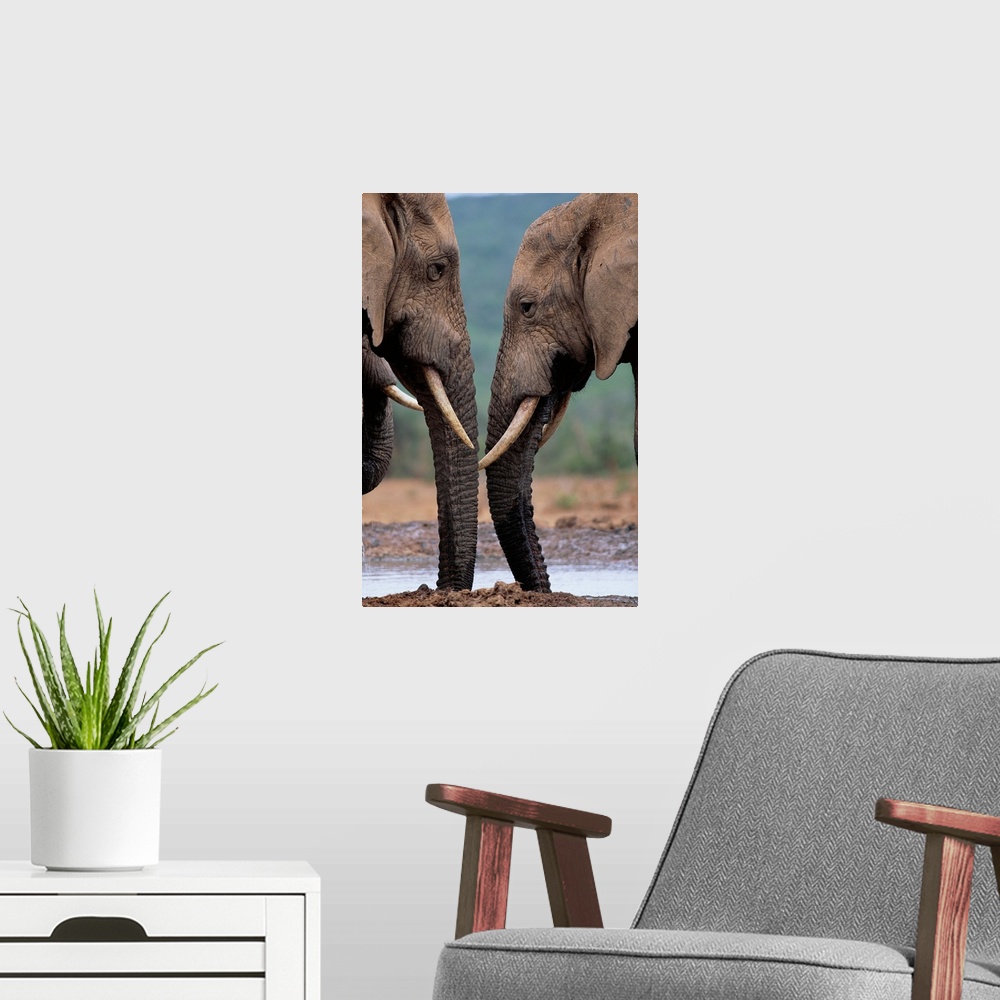 A modern room featuring Bull Elephants At A Water Hole