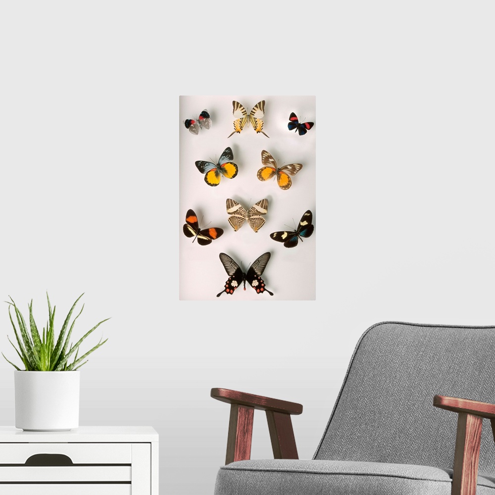 A modern room featuring butterflies