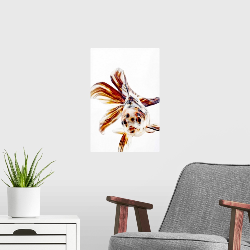 A modern room featuring Calico Fantail Comet goldfish (Carassius auratus). Calico goldfish with long, fan like fins. Stud...