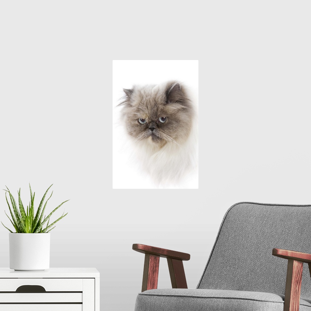 A modern room featuring Cat with long hair.