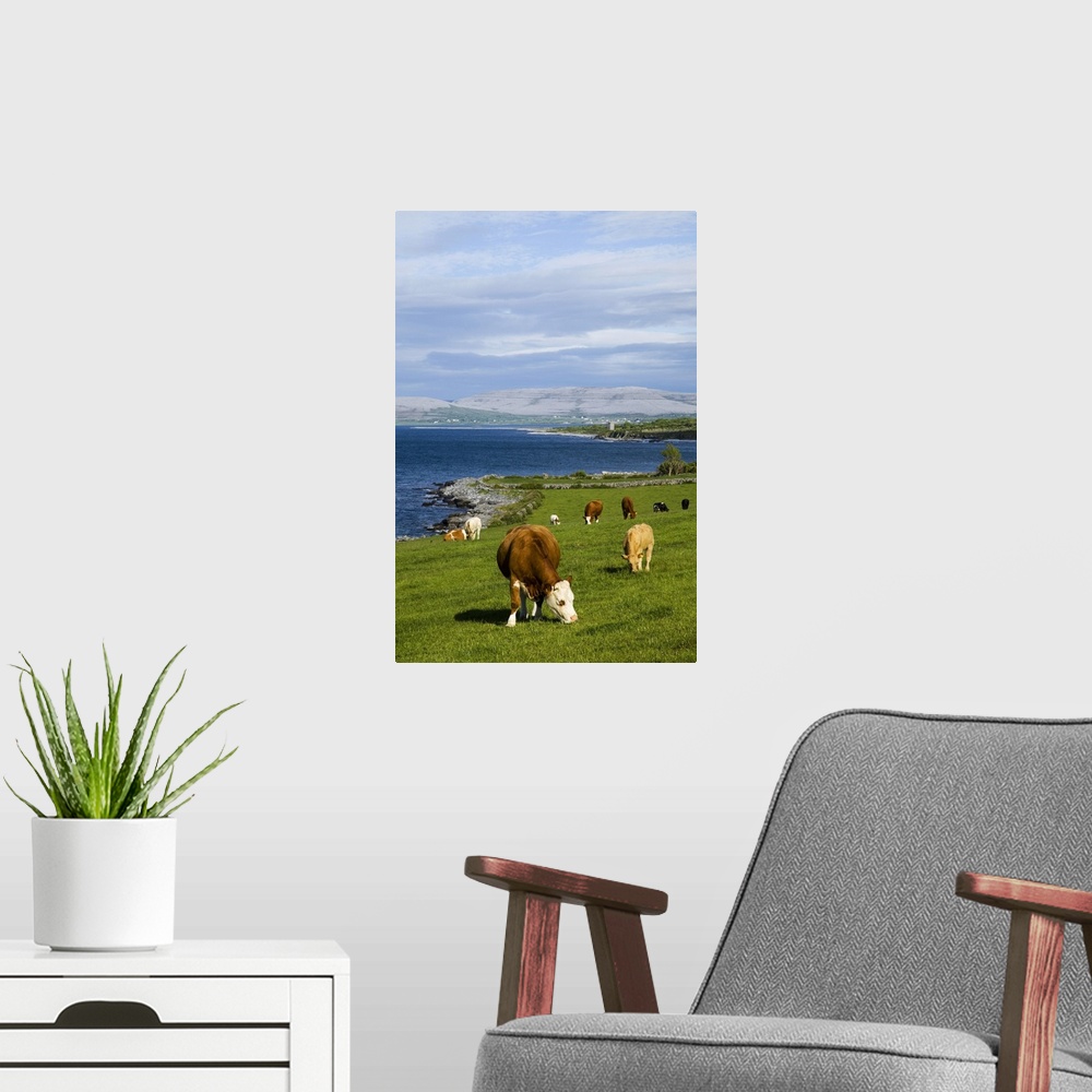 A modern room featuring Cattle graze along the coastline, County Clare, Ireland