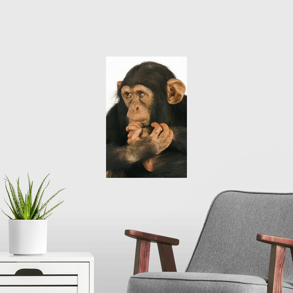 A modern room featuring Chimpanzee (Pan troglodytes). Young playfull chimp. Studio shot against white background.