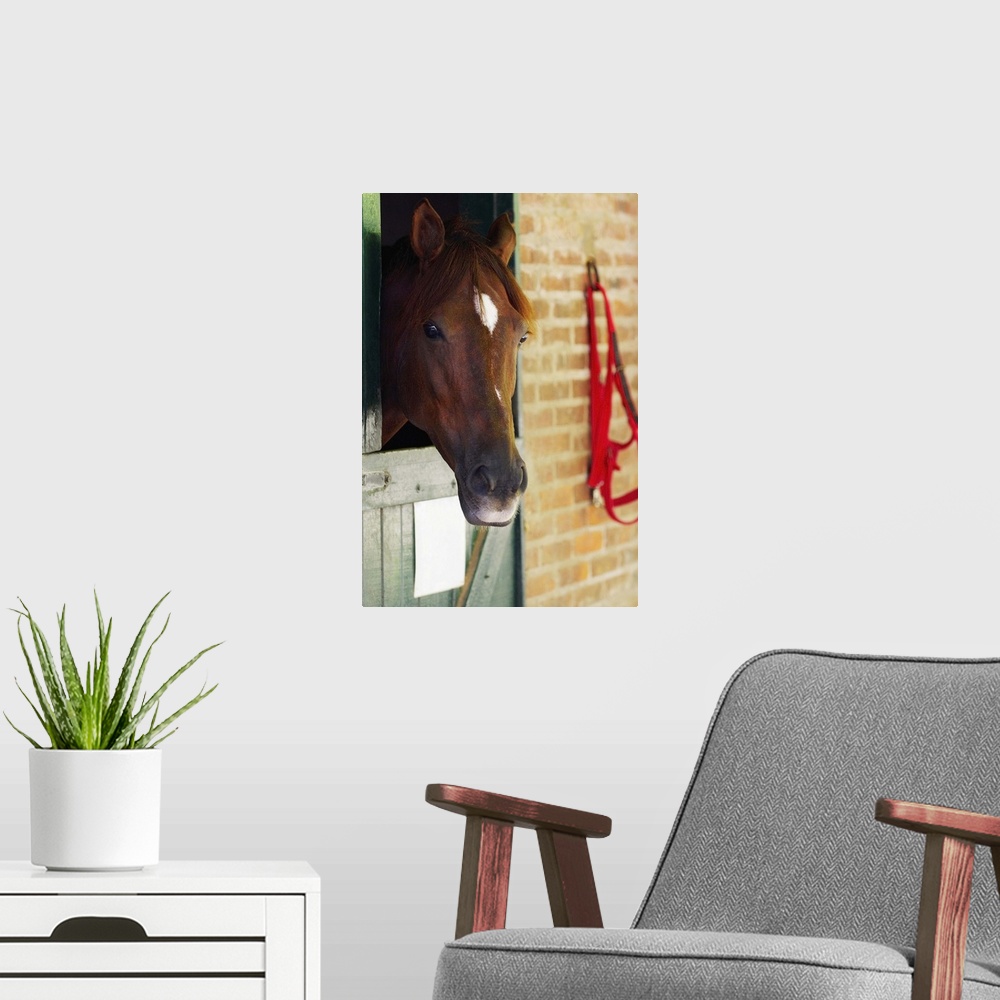 A modern room featuring Close-up of a horse