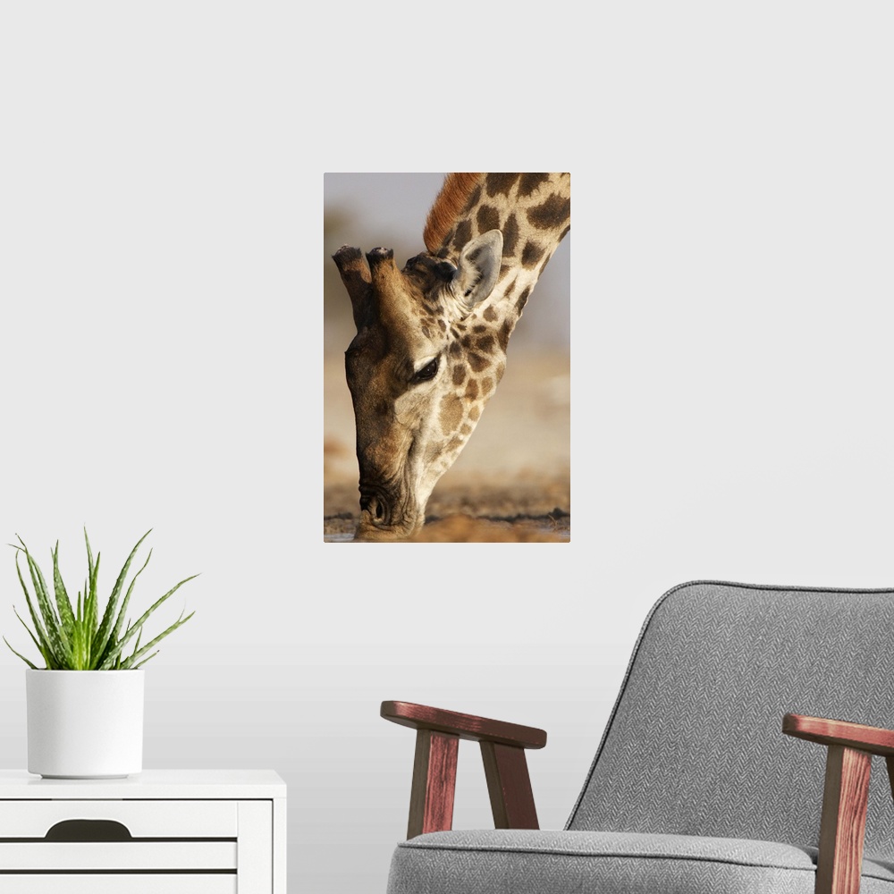 A modern room featuring Close up of Giraffe (Giraffa camelopardalis) drinking at waterhole. Etosha National Park, Namibia.