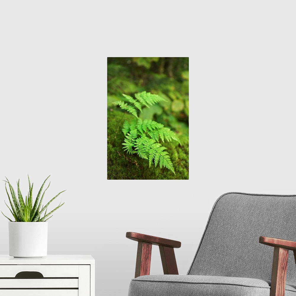 A modern room featuring Close-up of green fern