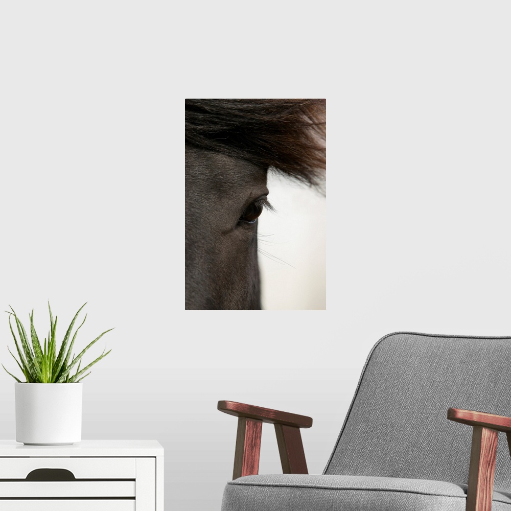 A modern room featuring Close-up of  horse eye and hair