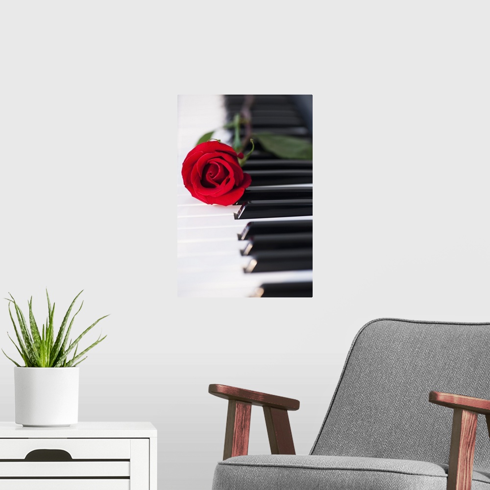 A modern room featuring Close up of red rose lying on piano keys