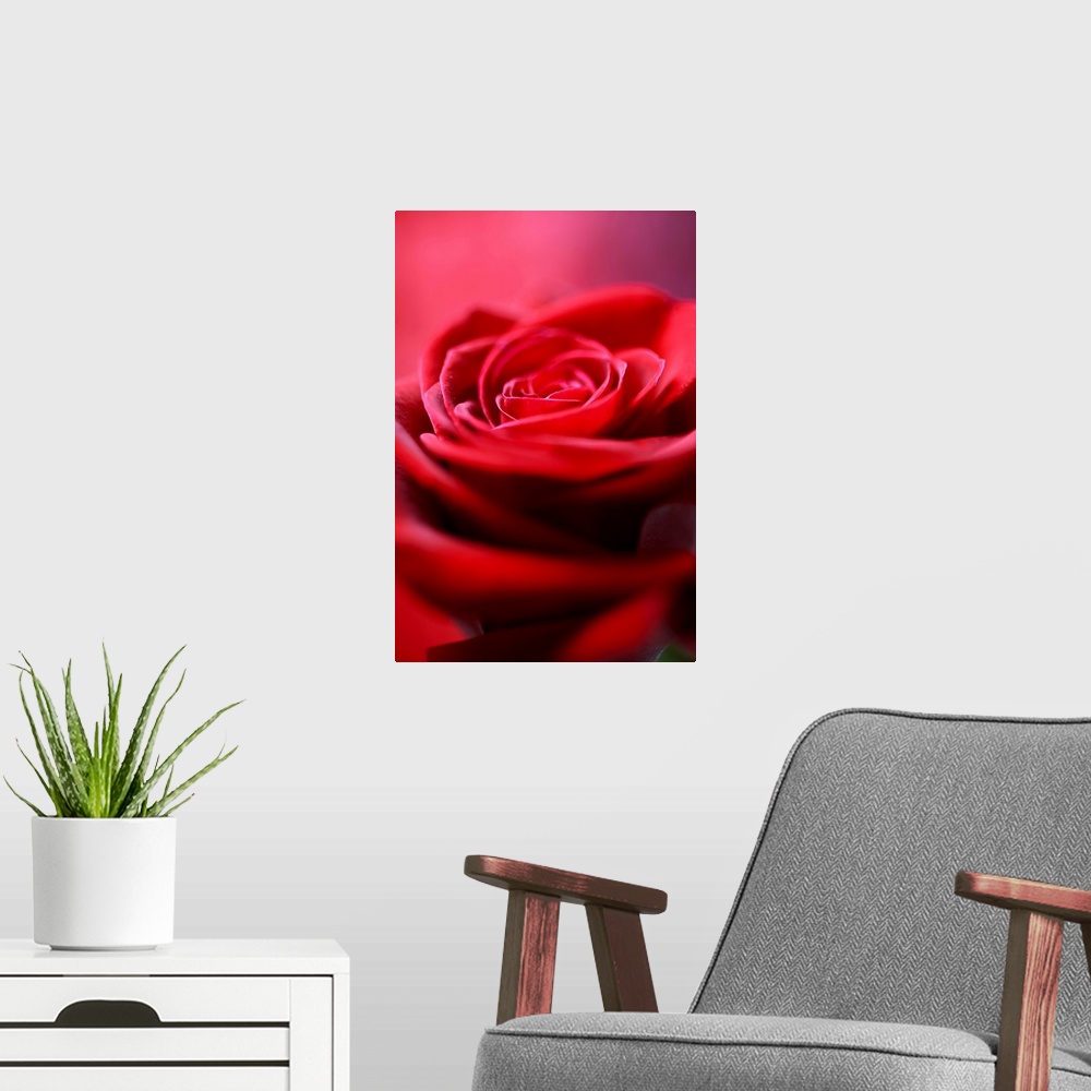 A modern room featuring A macro, close up of the interior of a Red Rose, created with a background of red Thai Silk.