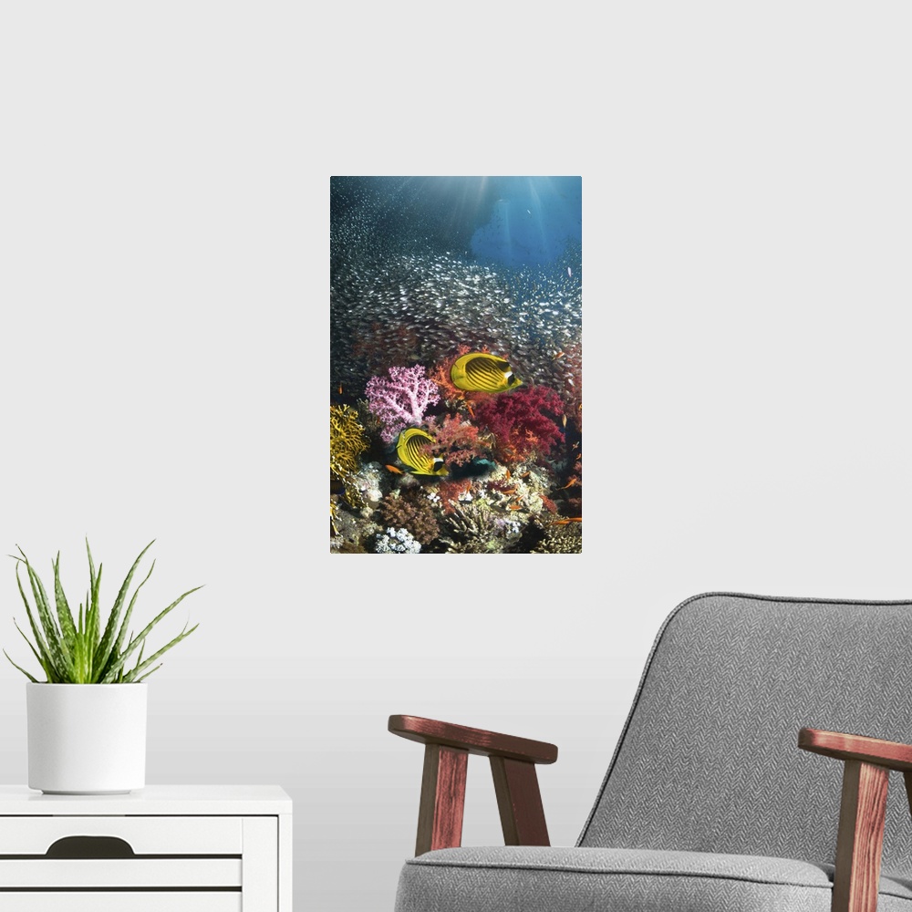A modern room featuring Coral reef scenery with a pair of Red Sea raccoon butterflyfish (Chaetodon fasciatus) swimming pa...