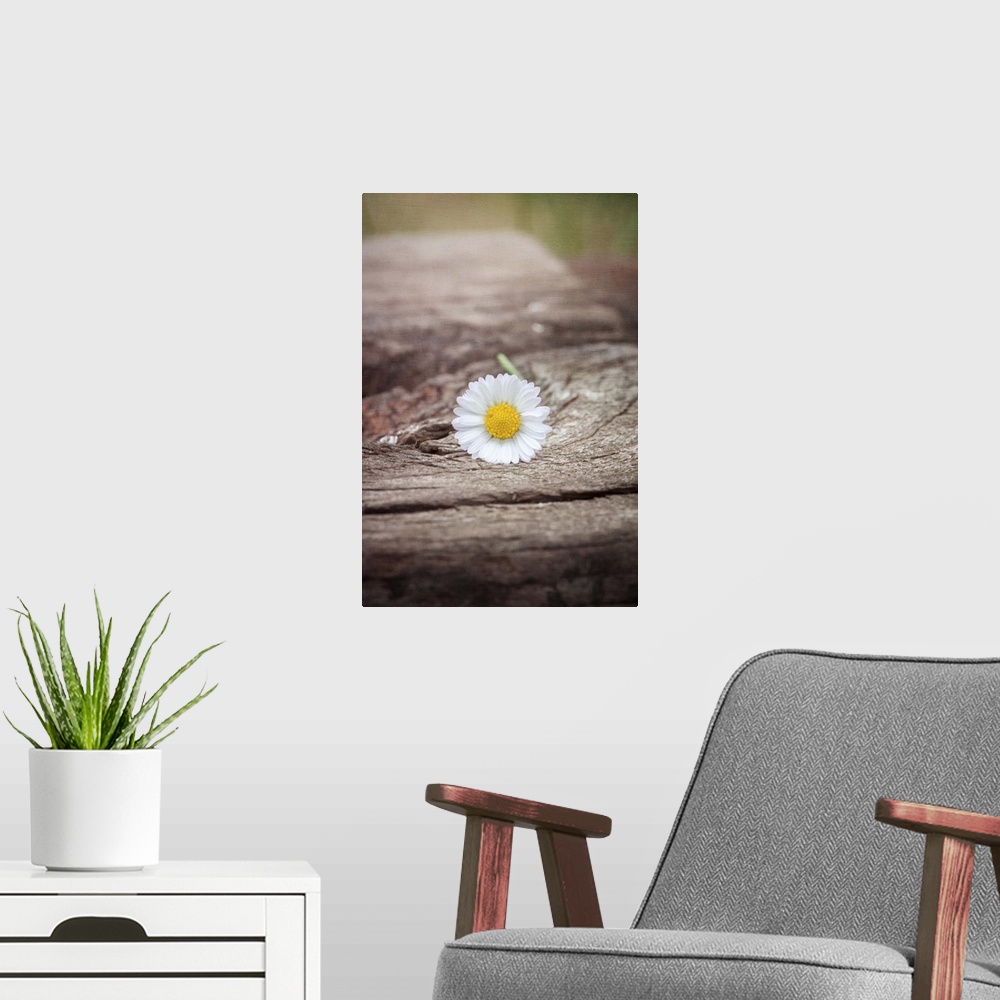A modern room featuring Daisy resting on wood with soft pastel tones in background.