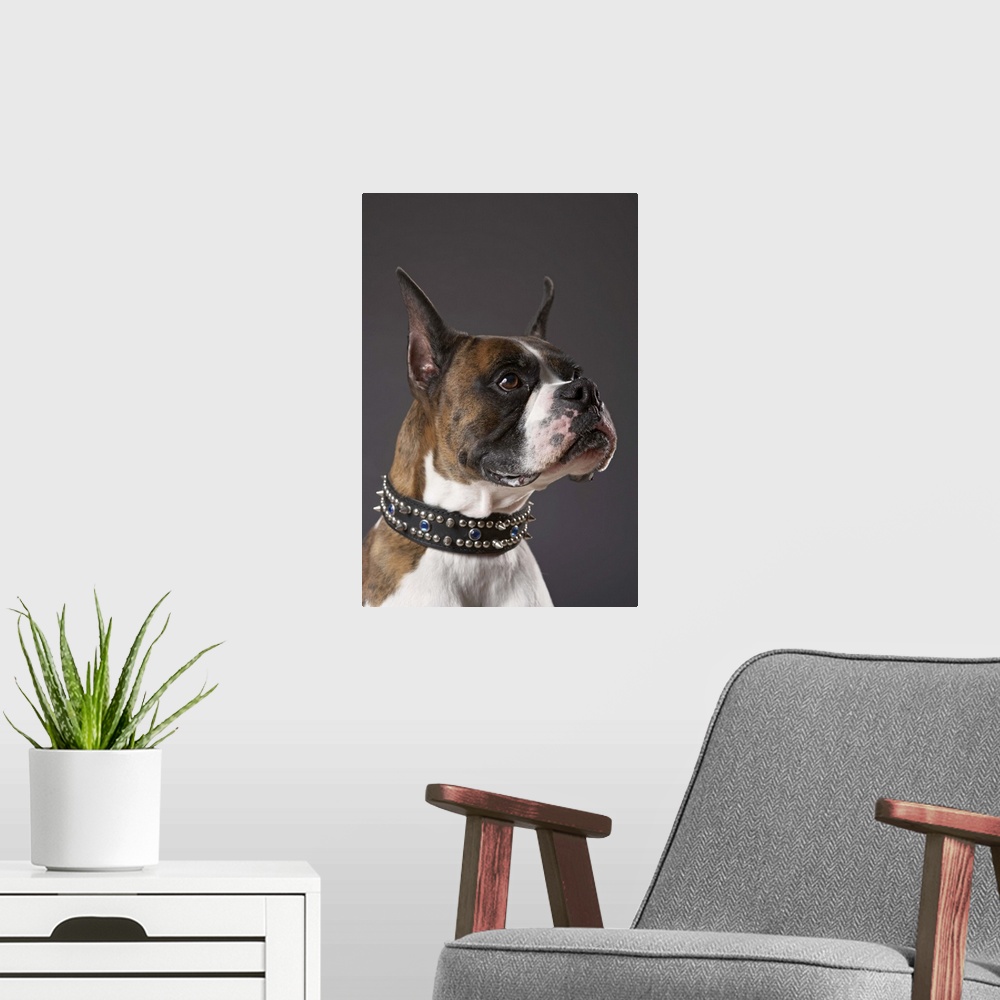 A modern room featuring Dog wearing collar, looking away