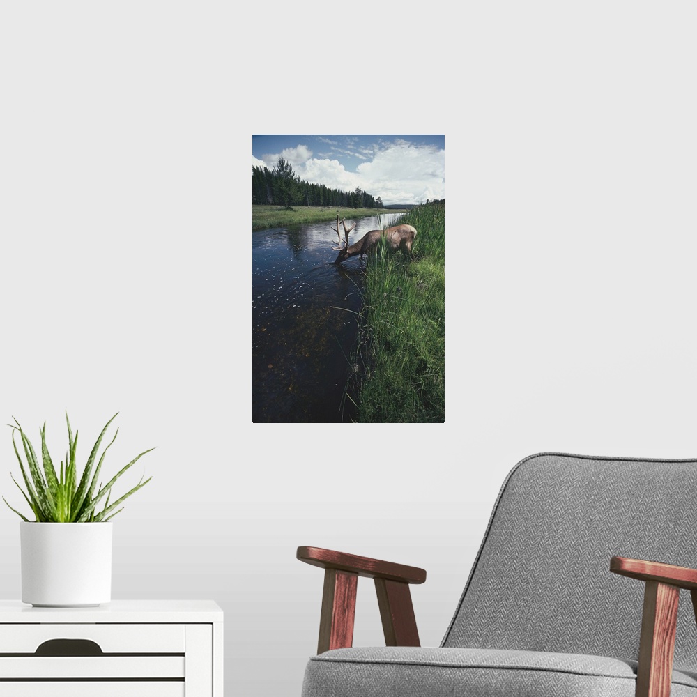 A modern room featuring Elk drinking from a stream