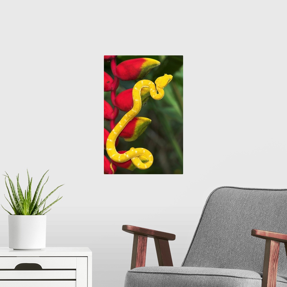 A modern room featuring Eyelash Viper Snake On Heliconia Flower