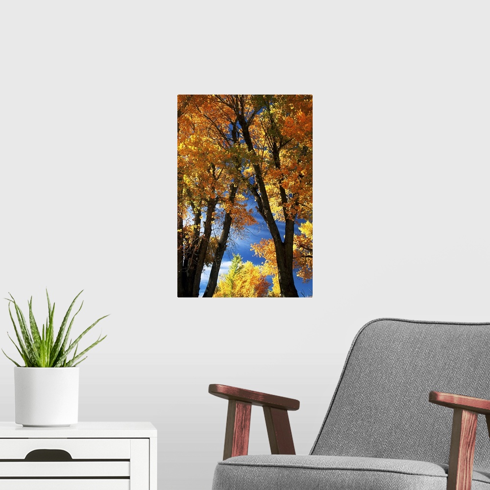 A modern room featuring Fall trees