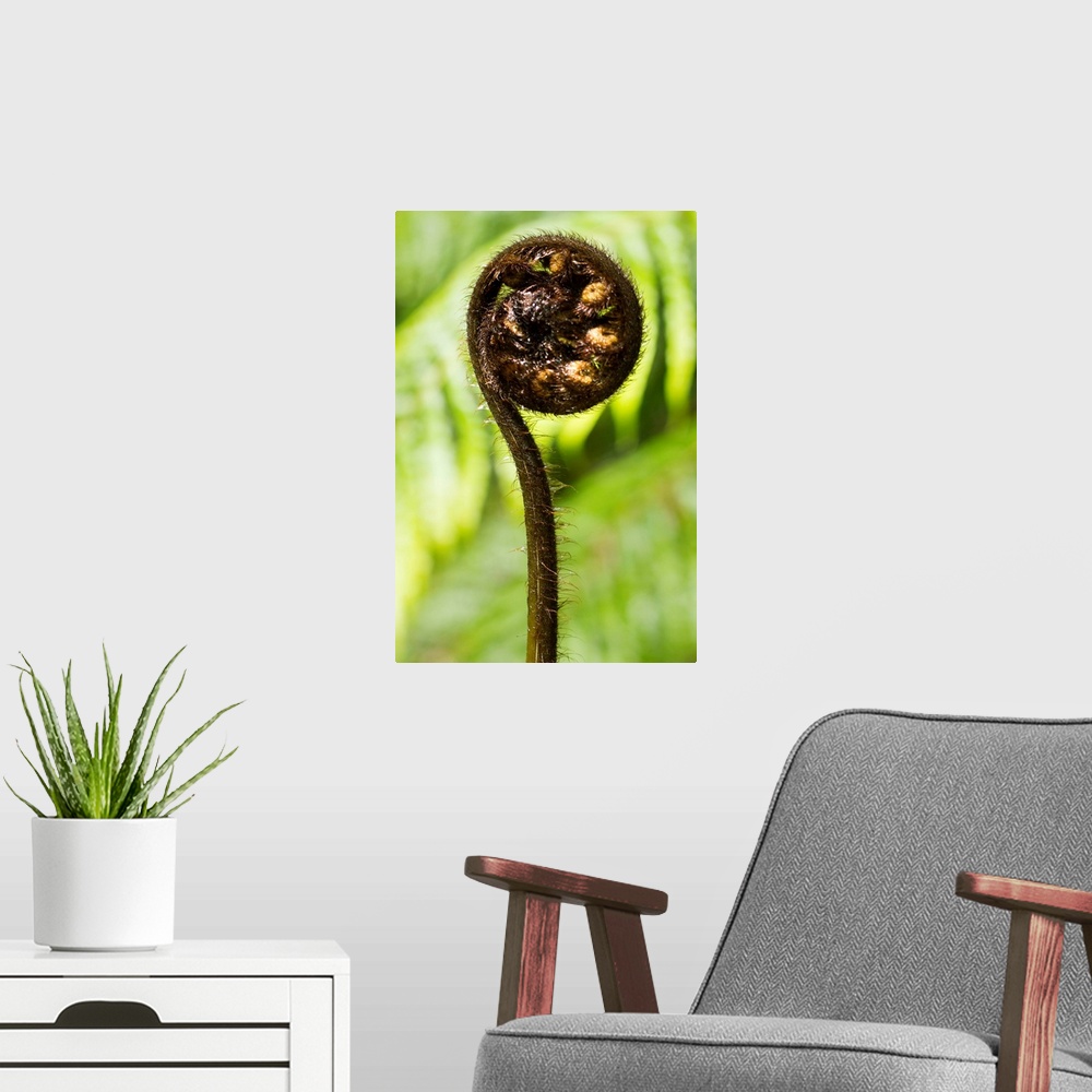 A modern room featuring detail of young fern shoot unrolling, selective focus