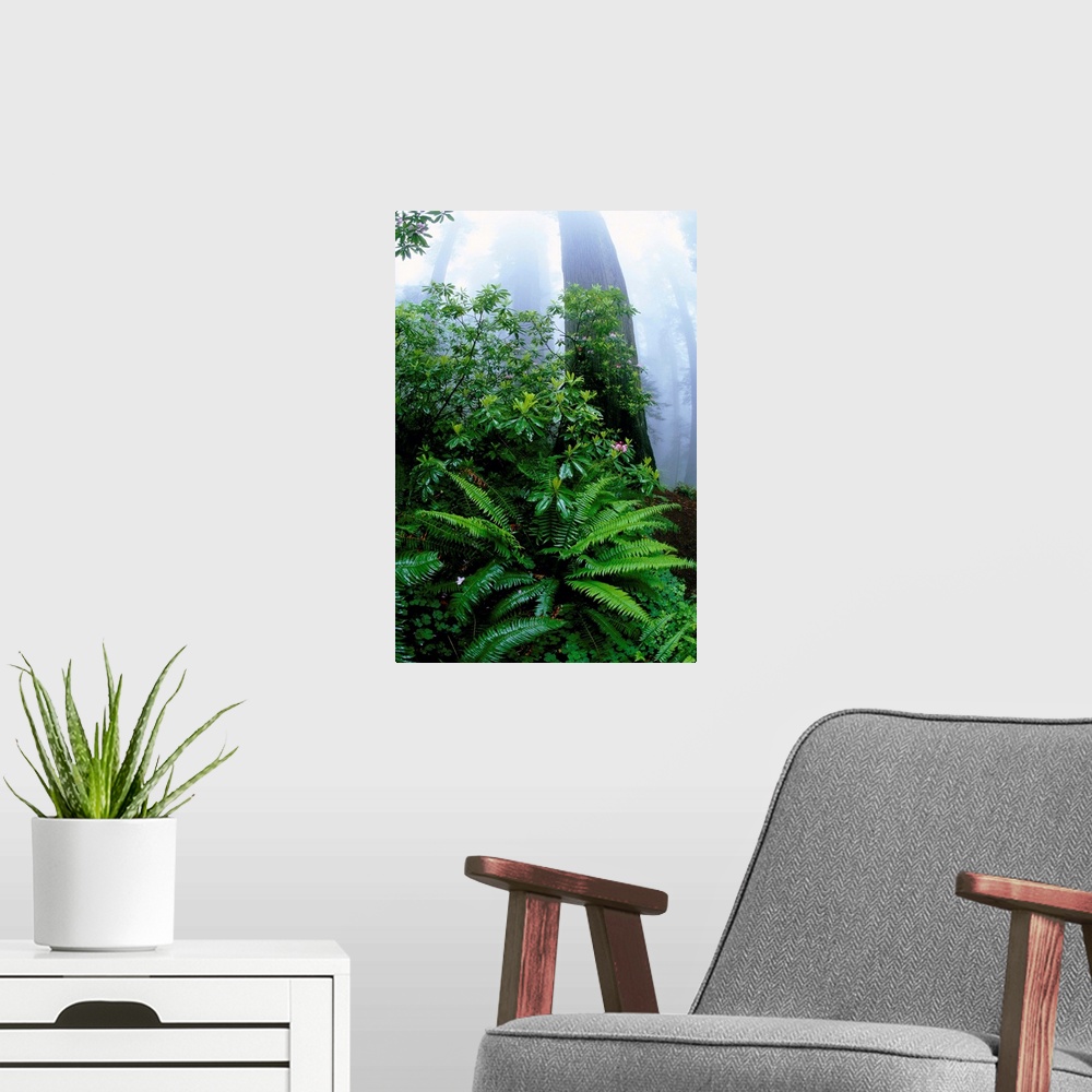 A modern room featuring Ferns And Rhododendrons Among Redwoods