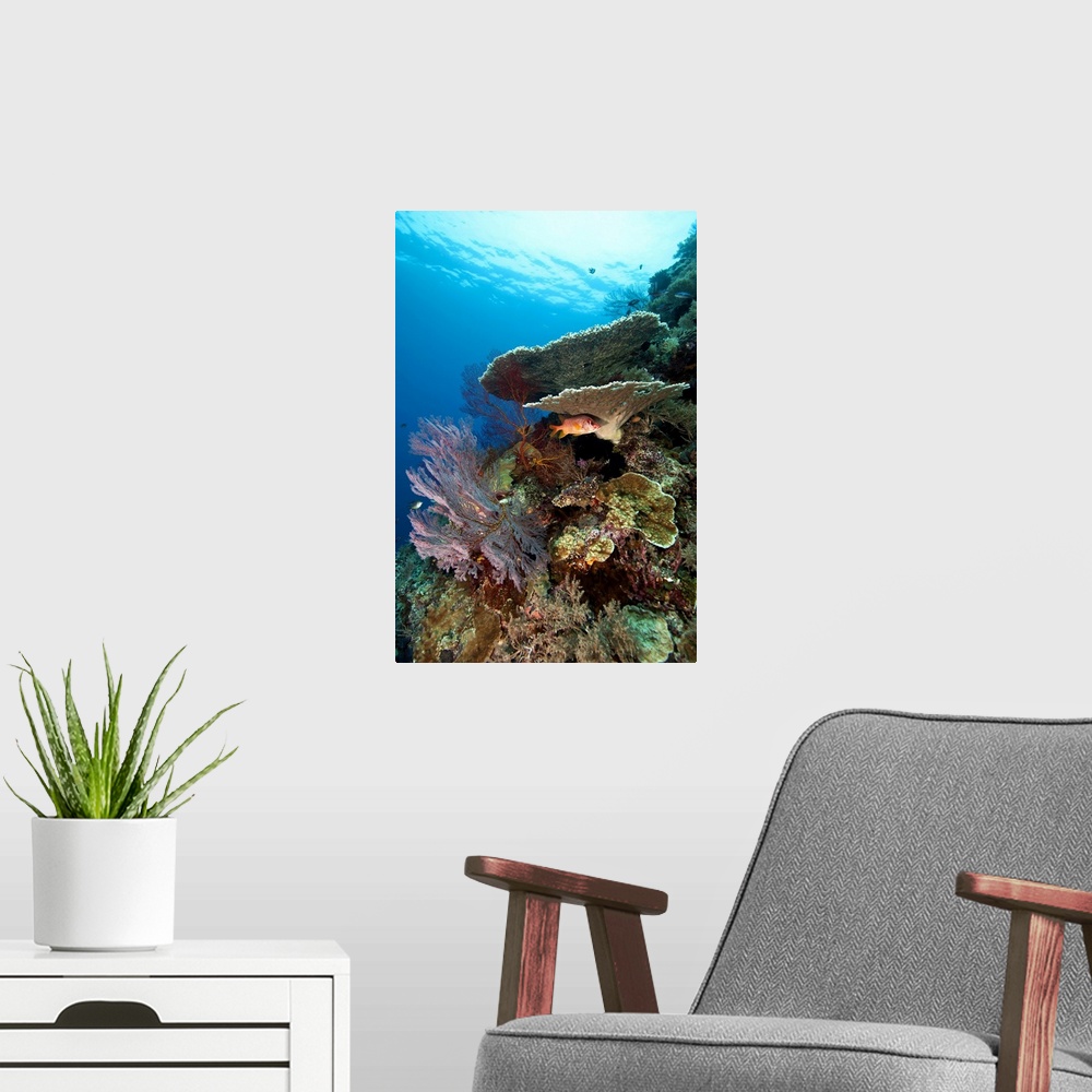 A modern room featuring Mixture of healthy hard corals, soft corals and tropical fish.  The fish hiding under the plate c...