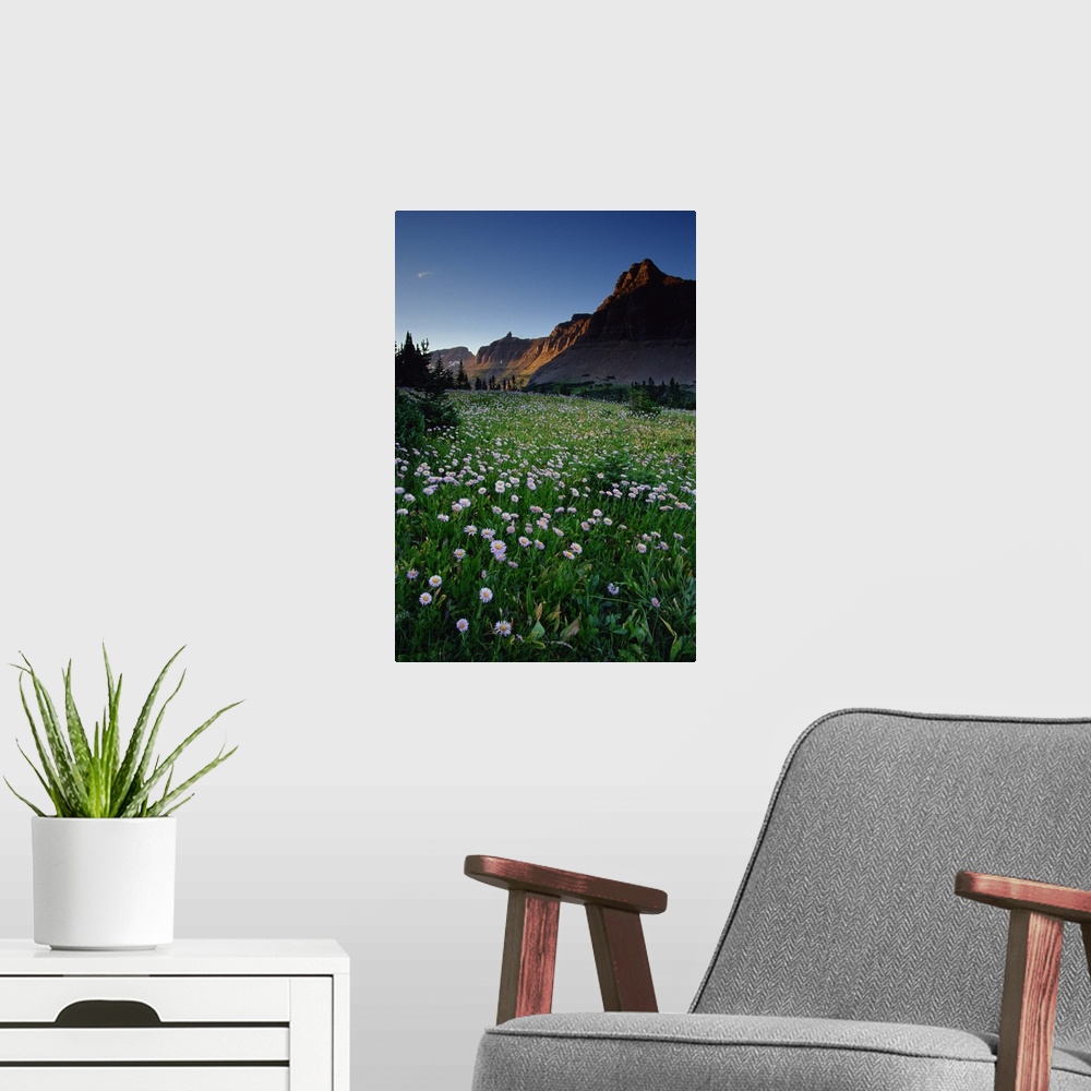 A modern room featuring Fleabane in alpine meadow at Logan Pass , Glacier National Park , Montana