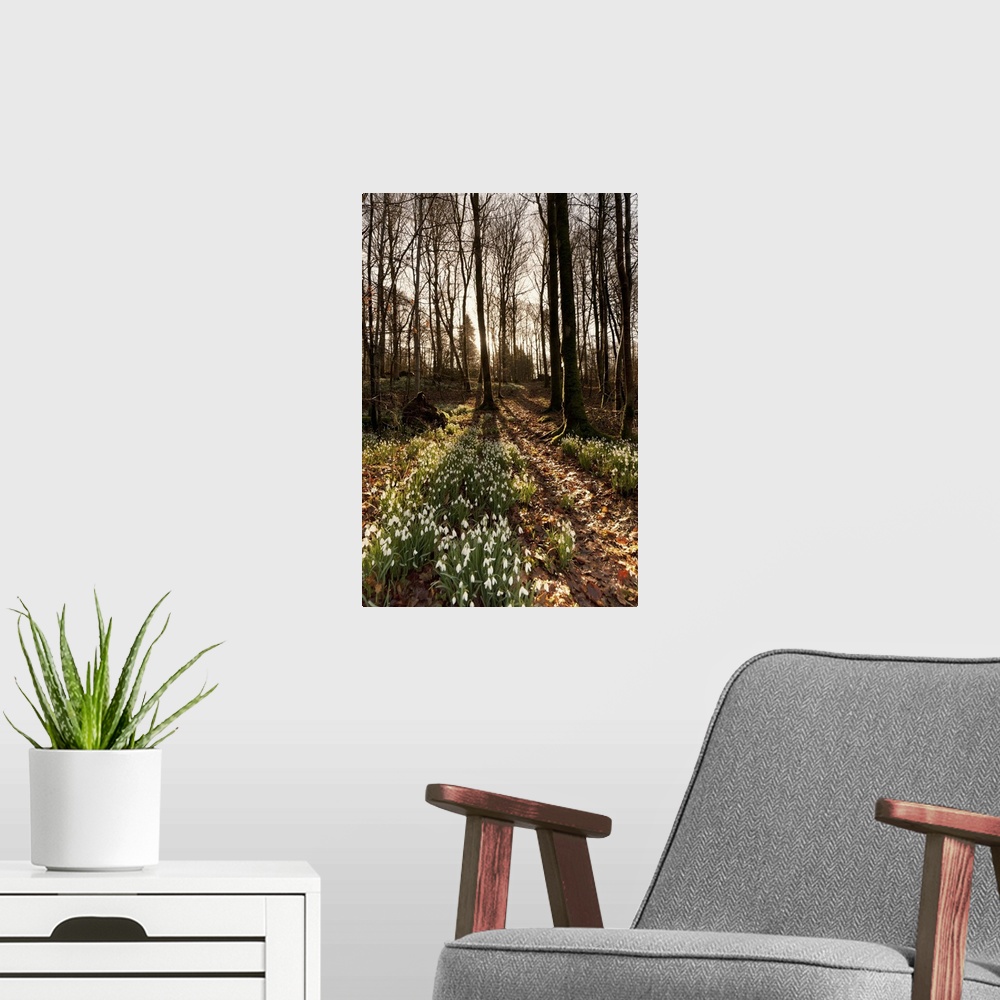 A modern room featuring Flowerbed in a forest, Dumfries, Scotland