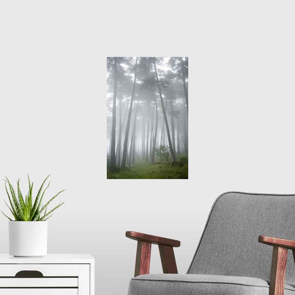 A modern room featuring USA, California, San Francisco, The Presidio, Fog surrounding Cypress trees in forest