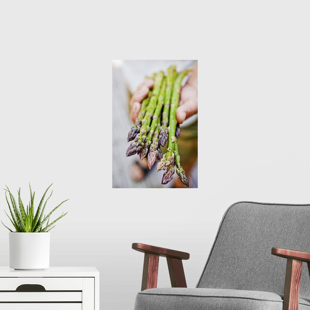A modern room featuring Human hand holding fresh asparagus spears, close-up